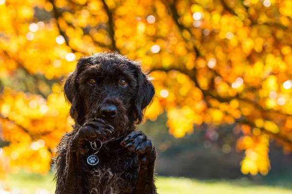 Sonbahar parkta poz siyah köpek köpek. — Stok fotoğraf