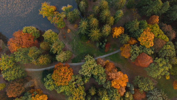 Aerial view of beautiful colored autumn forest.