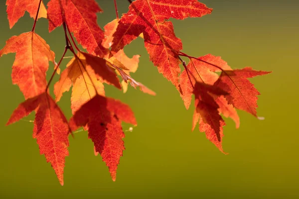 Akçaağaç yaprakları ile renkli sonbahar arka plan — Stok fotoğraf