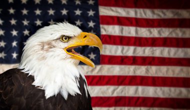 Amerikan kel kartal bayrak ile.