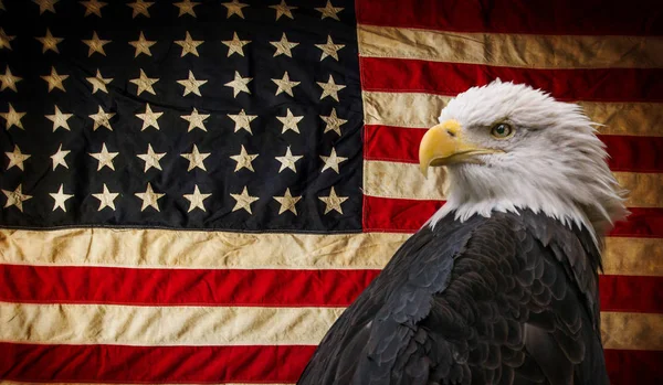 Aquila Calva Americana con Bandiera . — Foto Stock