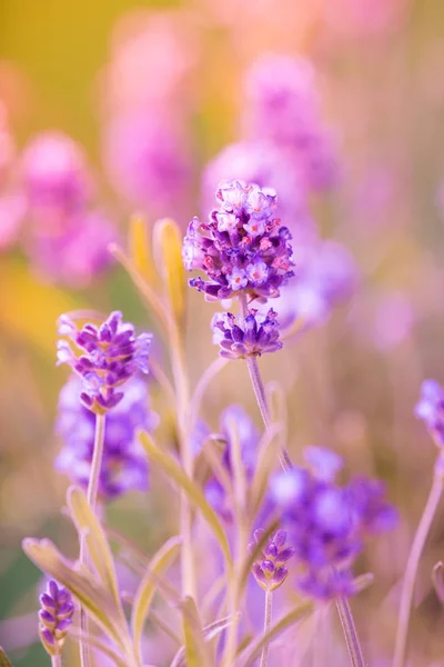 Lavendel blommor, närbild. — Stockfoto