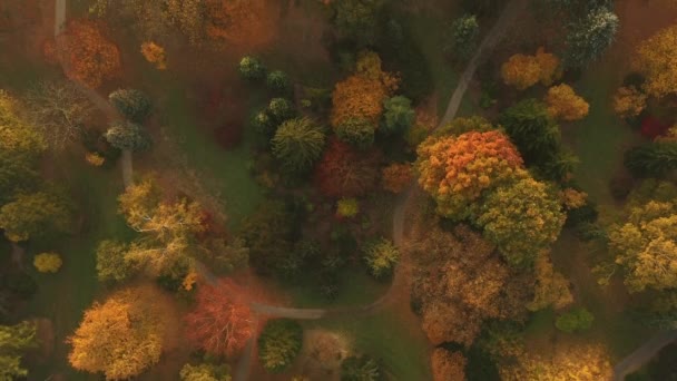 Shora dolů nad barevné podzimní les. — Stock video