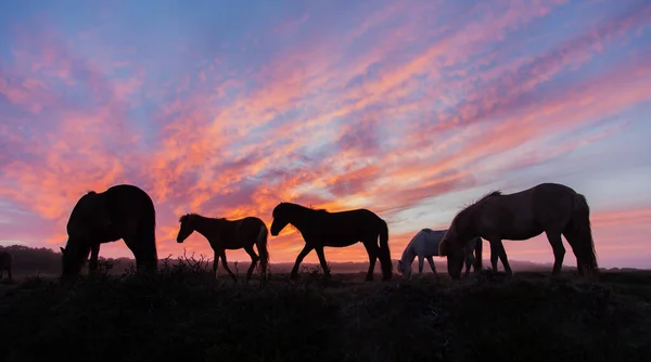 Caballos islandeses en el campo durante la puesta del sol, paisaje natural escénico de Islandia . — Foto de Stock