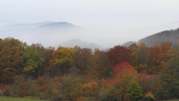 Top down volare sopra foresta colorata autunno . — Video Stock