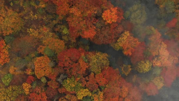 De cima para baixo voando acima da floresta de outono colorido . — Vídeo de Stock