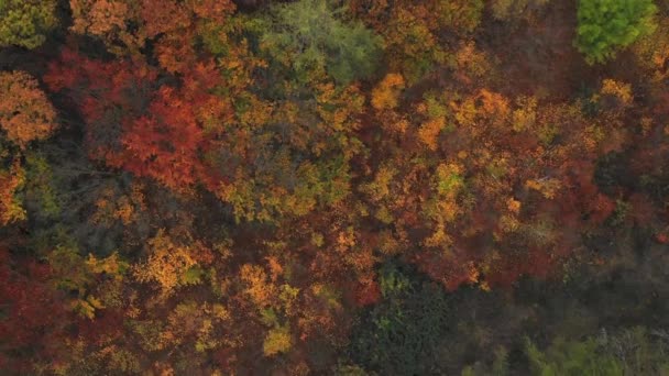 De cima para baixo voando acima da floresta de outono colorido . — Vídeo de Stock