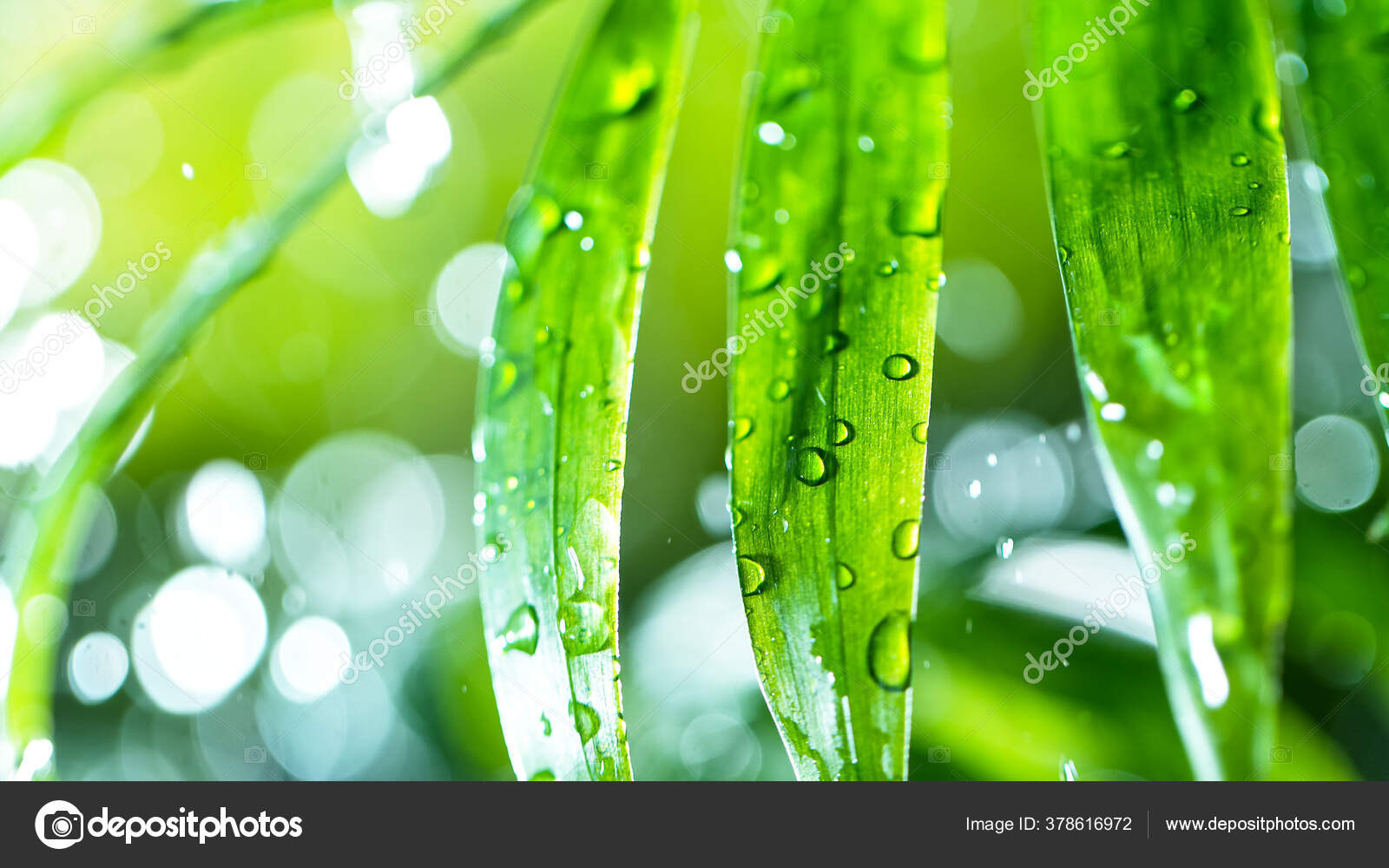 Свежие Зеленые Листья С Каплями Воды Стоковое Фото ©Kesu01 378616972