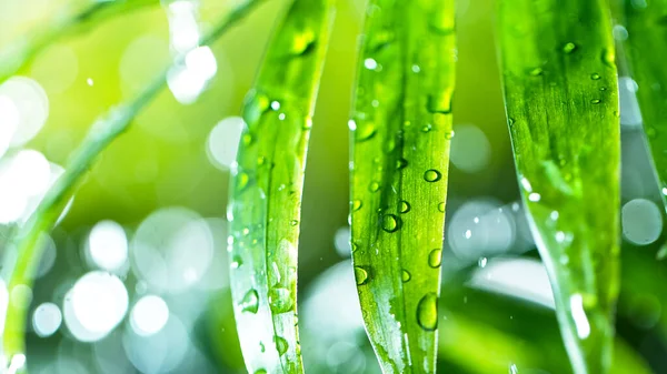 Fresh green leaves with water drops over the water — Stock Photo, Image