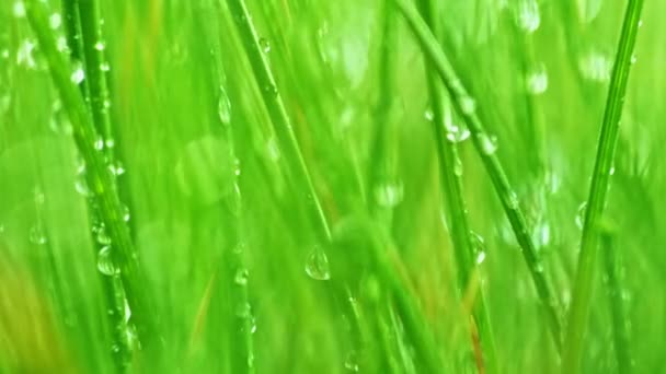 Herbe verte printanière avec gouttes d'eau, ralenti 