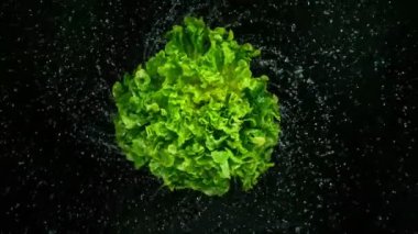 Su damlaları ile dönen taze marul, süper yavaş çekim.