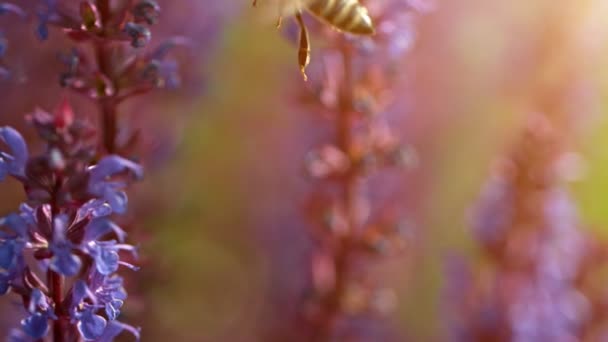 Close up de abelha mel voando ao redor de flores de sálvia jardim — Vídeo de Stock
