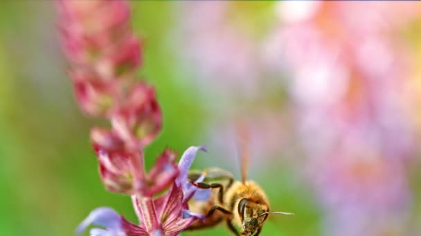 Primer plano de la miel de abeja volando alrededor de flores de salvia jardín — Vídeos de Stock