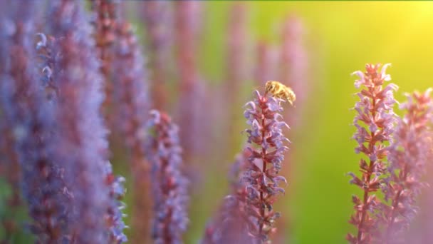 Крупним планом медова бджола літає навколо садових квітів шавлії — стокове відео