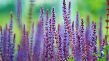 Duş sırasında bahçedeki adaçayı çiçeklerini kapat