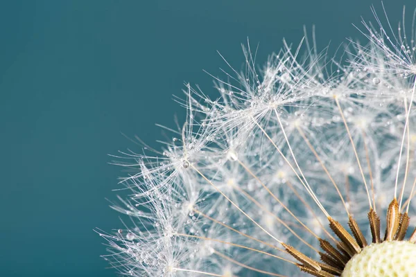 Close-up dandelion head — Stock Photo, Image