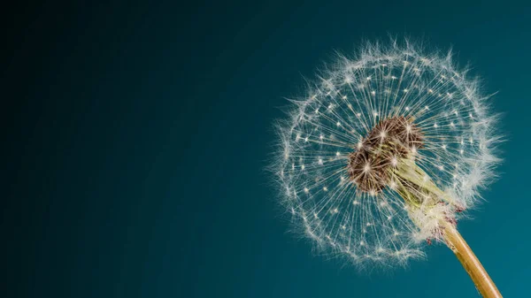 Close-up paardenbloem hoofd — Stockfoto