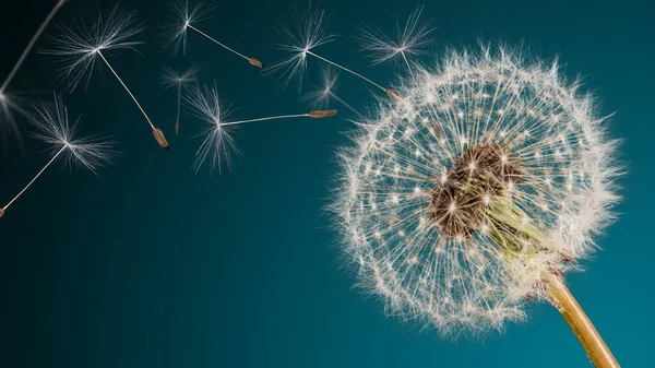 Close-up dandelion head — Stock Photo, Image