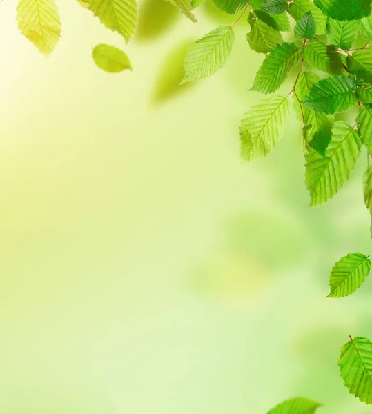 Čerstvé a zelené listy — Stock fotografie