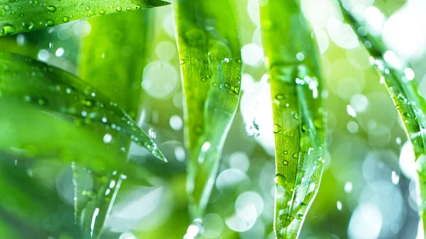 Hojas verdes frescas con gotas de agua sobre el agua —  Fotos de Stock