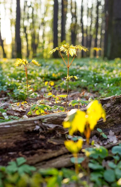 Mladá rostlina v ranním světle — Stock fotografie