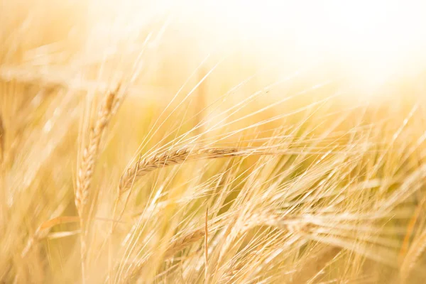 Un campo de trigo, cosecha fresca de trigo . —  Fotos de Stock