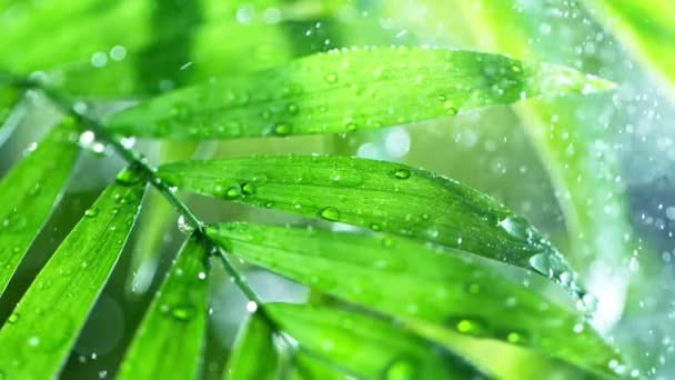 Verse groene bladeren met water druppels over het water, ontspanning met water rimpel druppels concept, slow motion — Stockvideo