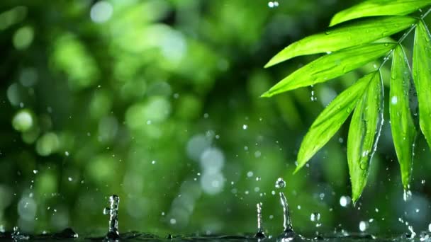 Свежие зеленые листья с капельками воды над водой, расслабление с водой рябь капель концепции, замедленное движение — стоковое видео
