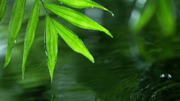 Folhas verdes frescas com gotas de água sobre a água, relaxamento com conceito de gotas de ondulação de água, câmera lenta — Vídeo de Stock