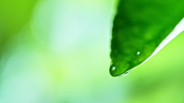 Feuille verte fraîche avec goutte d'eau, concept de relaxation, ralenti — Video