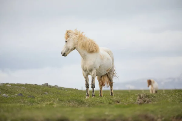 Un grupo de ponis islandeses en el pasto — Foto de Stock