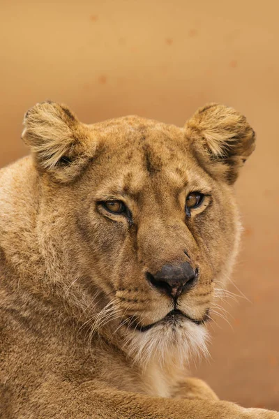 Retrato de um leão fêmea estrelado — Fotografia de Stock