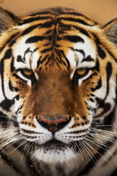 Sumatraanse tijger, panthera tigris sumatrae, — Stockfoto