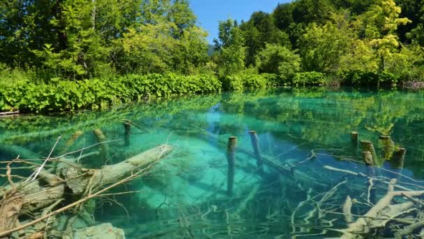 Prachtig bergbos meer met helder diep blauw water. — Stockvideo