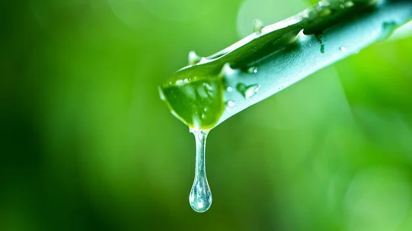 Dropping aloe vera liquid from leaf. — Stock Photo, Image