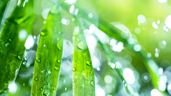 Friske grønne blade med vanddråber over vandet - Stock-foto
