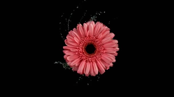 Красива барвиста гербера рожеве обертання з водяними бризками. Супер повільний постріл . — стокове відео