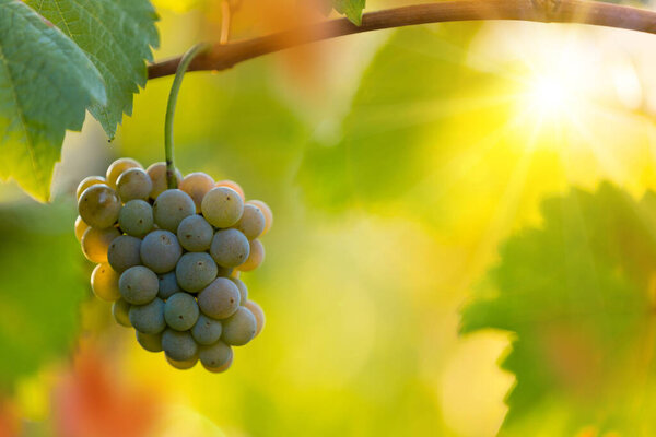 White grapes ready to be harvested at a vineyard.