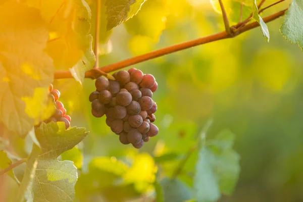 Red grapes ready to be harvested at a vineyard. — Stock Photo, Image