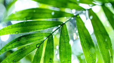 Suyun üzerine su damlayan taze yeşil yapraklar.