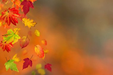 Düşen sonbahar akçaağacı doğal arkaplan bırakır.