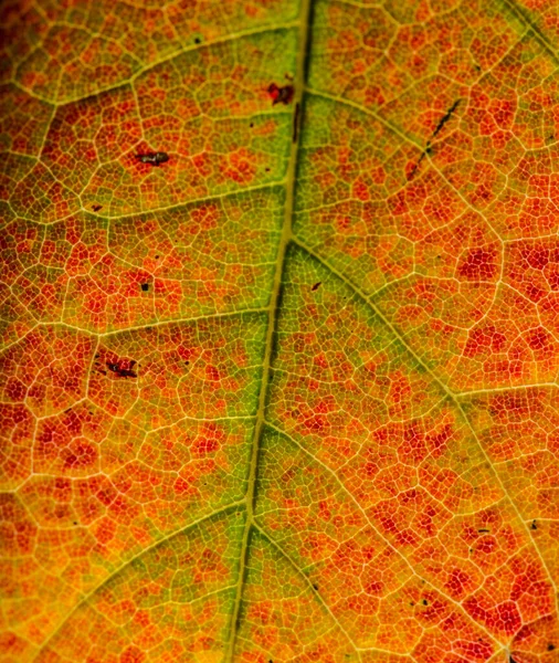 Close-up van droge kleur blad textuur — Stockfoto