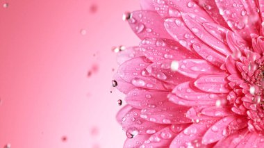 Su Damlaları Düşen Güzel Renkli Gerbera Daisy.