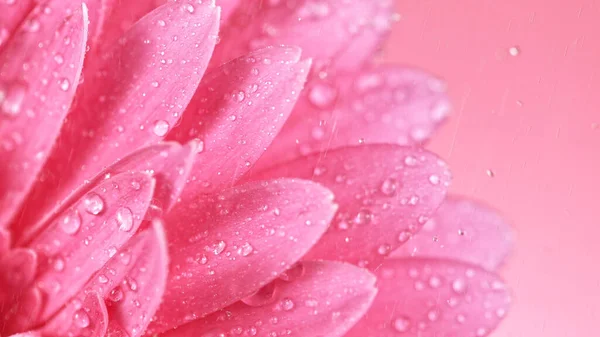 Margarida de Gerbera colorida bonita com queda de gotas de água. — Fotografia de Stock