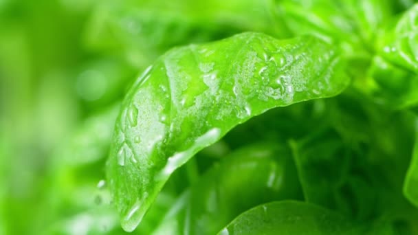 Super ralenti prise de vue de gouttes d'eau tombant sur le basilic frais — Video