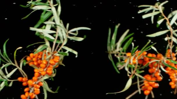 海クロウメモドキの果実衝突。超スローモーション — ストック動画