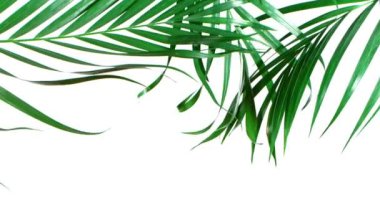 Palmiye Yaprakları Doğal Rüzgâr Hareketi Beyaz Arkaplanda İzole Edildi.