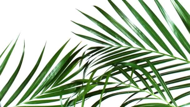 Palm blad rörelse av naturlig vind isolerad på vit bakgrund. — Stockvideo