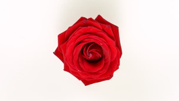 Gyönyörű színes rózsa virág esik krém folyadék. Szuper lassított felvétel — Stock videók