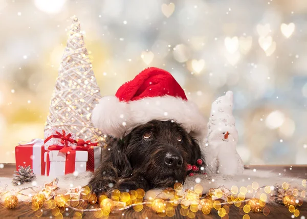 Cão preto em santa cap — Fotografia de Stock